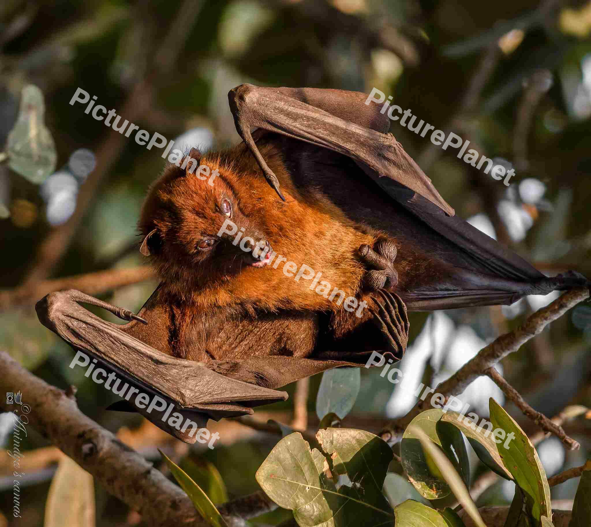 Indian flying fox Bat